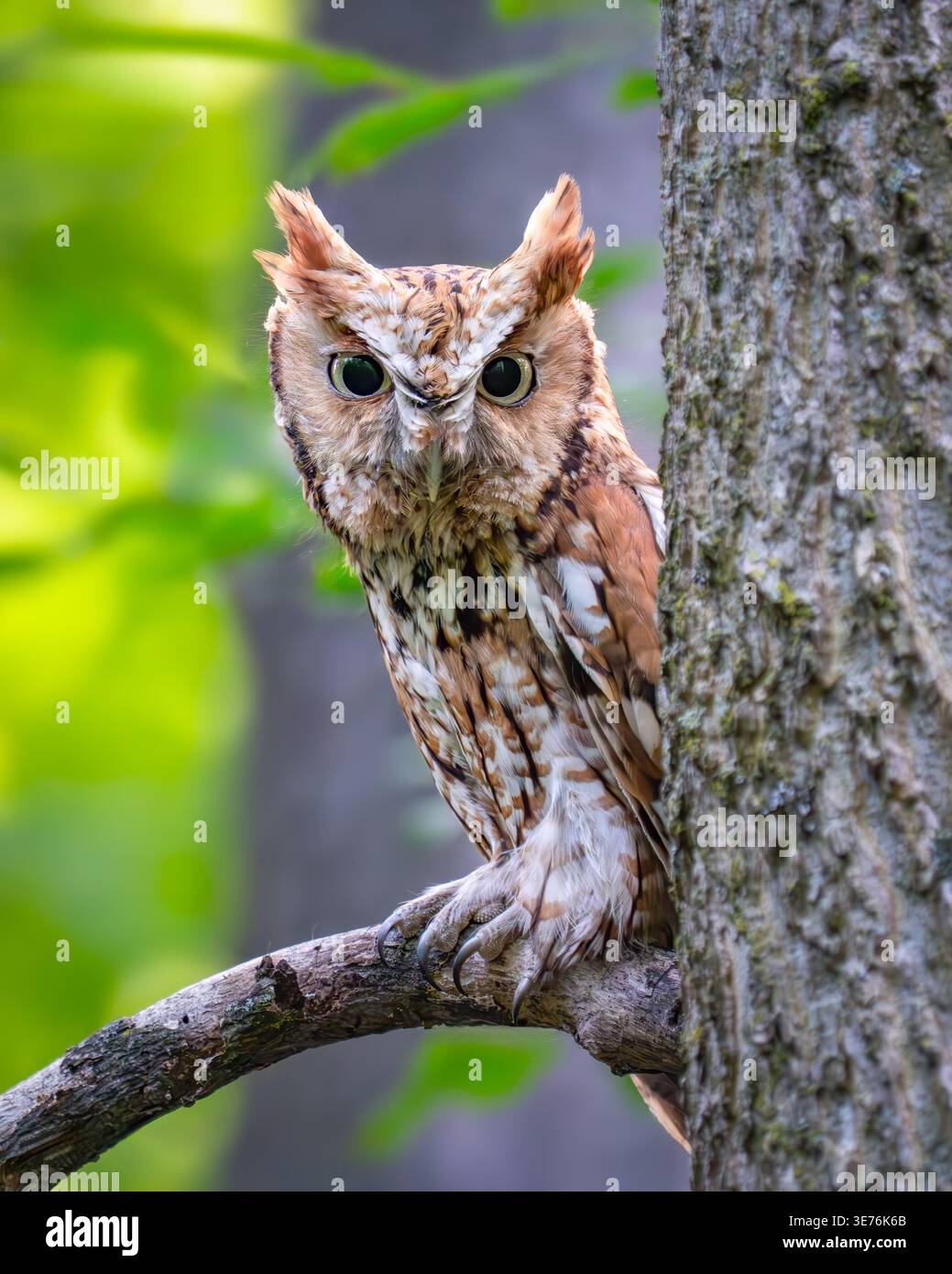 Red-morph Eastern Screech-owl Foto Stock