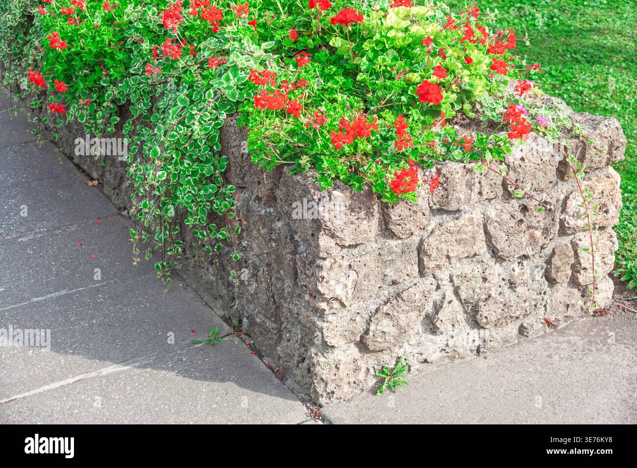Piantatrice di pietra piena di piante da fiore rosse e verdi si erge accanto a un passaggio pedonale pavimentato. Le pietre grigie grezze contrastano con i colori brillanti del flowe Foto Stock