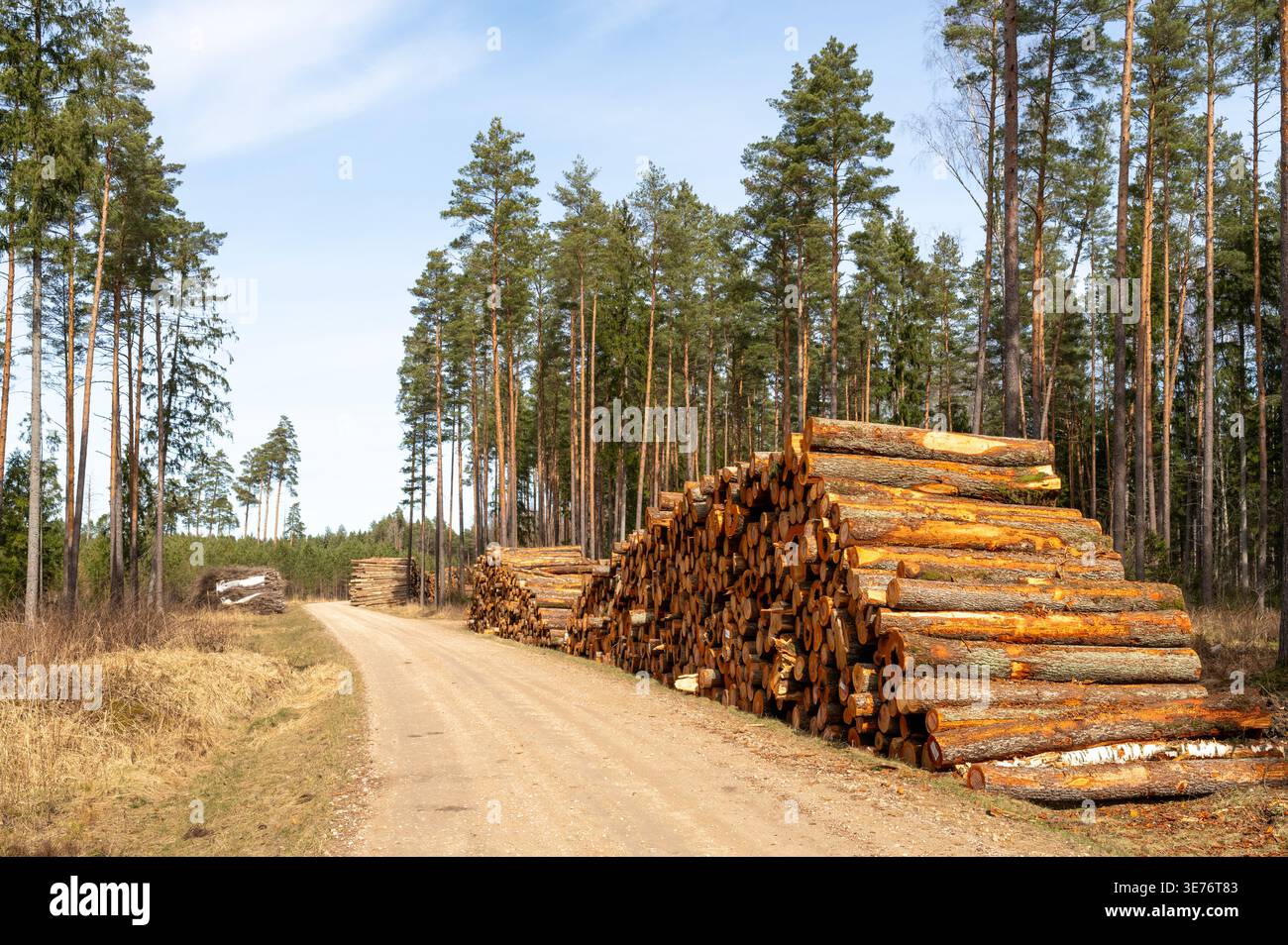 Pile di tronchi di pino sul lato della strada forestale, raccolta industriale di legname e gestione delle risorse del legno Foto Stock