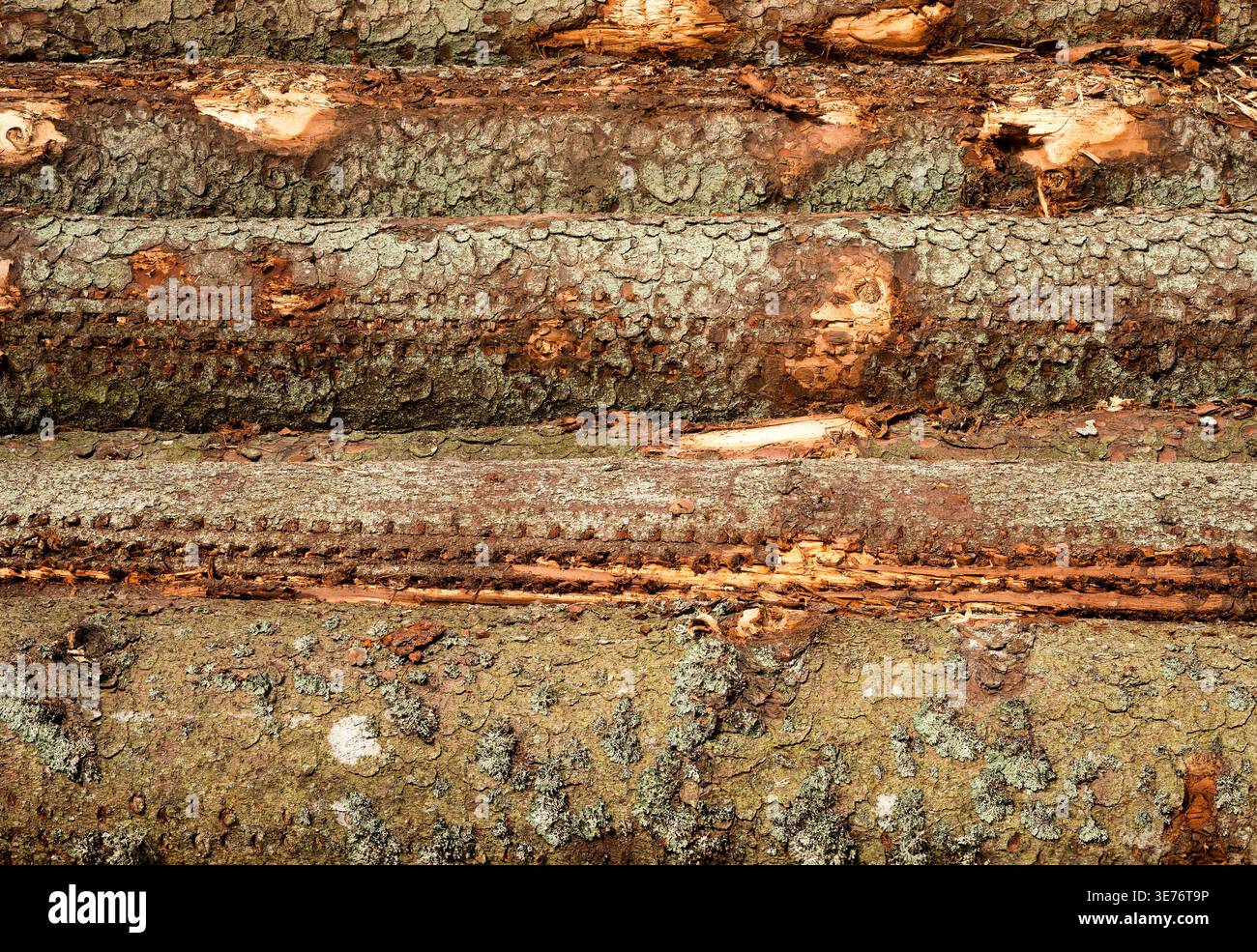 Tronchi di pino con segni a rulli per corteccia e mietitrice, sfondo per la raccolta di legname industriale Foto Stock