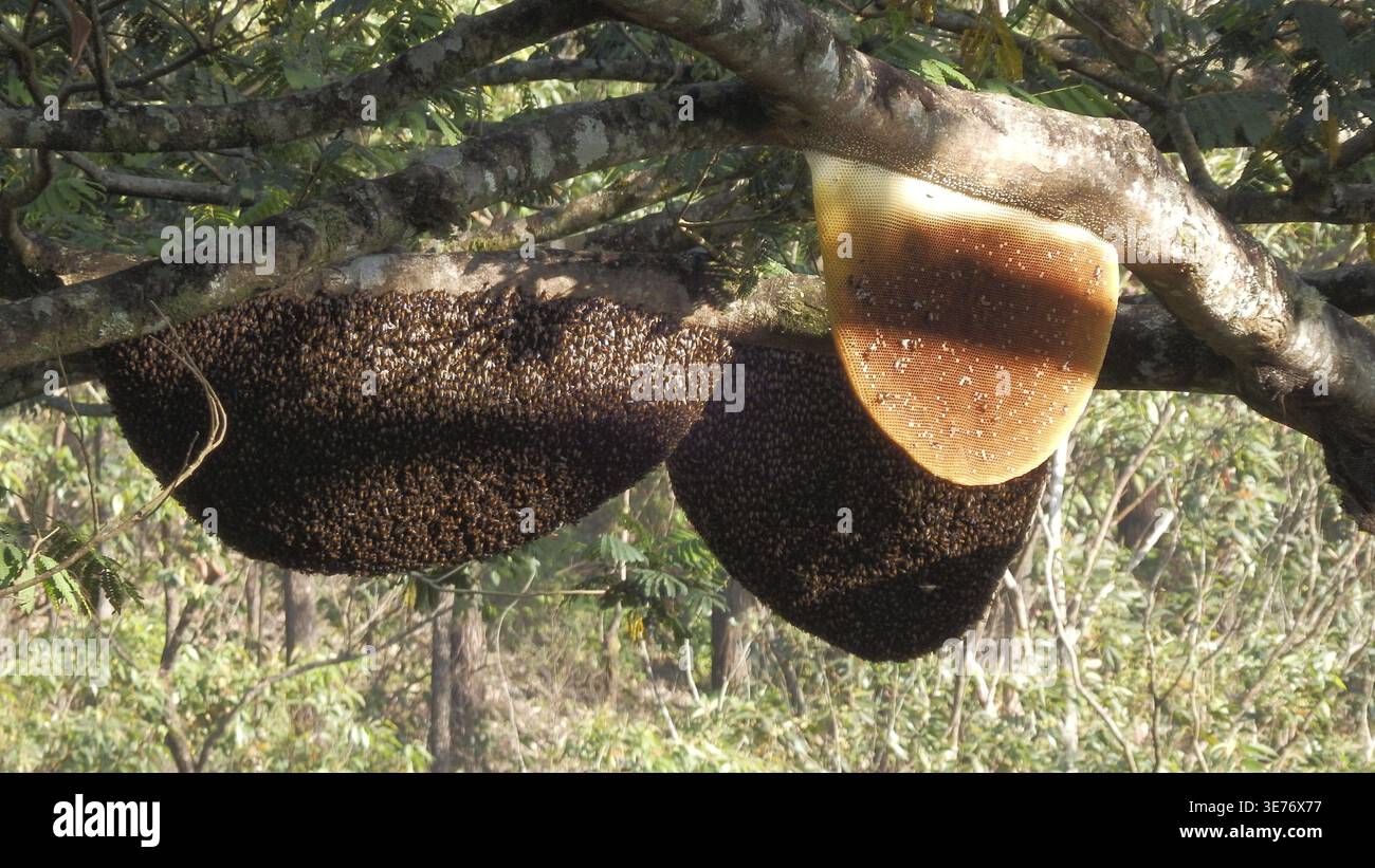 Favi dell'ape gigante (Apis dorsata) appesi su un albero nella foresta, in parte alla luce del sole e all'ombra, nello Sri Lanka Foto Stock