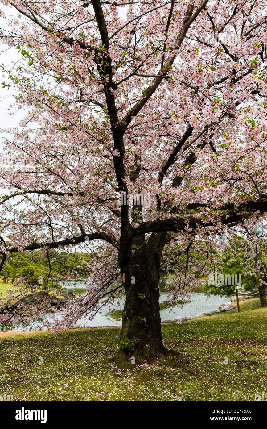 Vista panoramica di un ciliegio in fiore vicino a un tranquillo laghetto in primavera Foto Stock