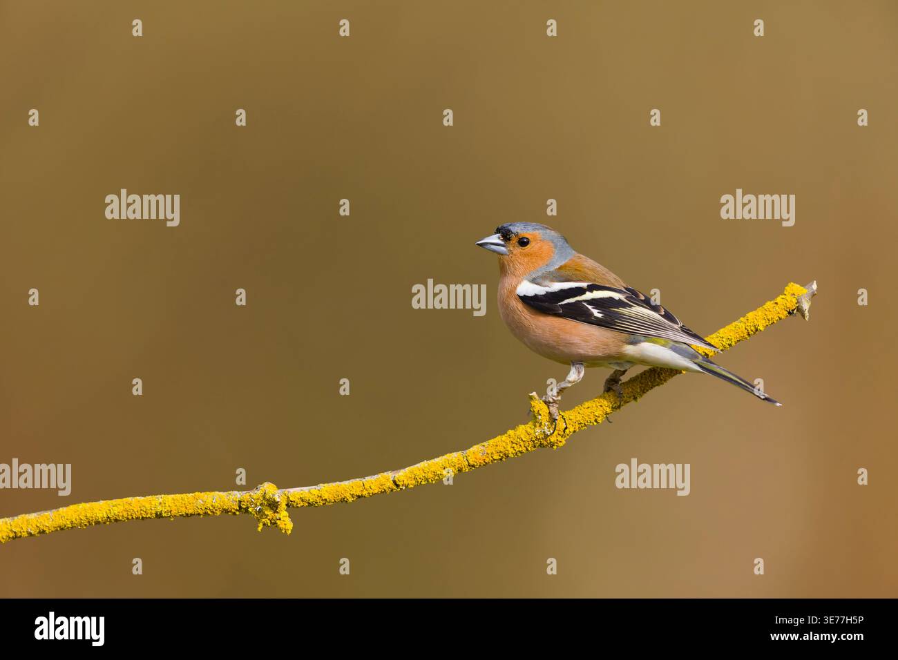 Comune chaffinch Fringilla coelebs, maschio adulto appollaiato sul ramo coperto di lichene, Suffolk, Inghilterra, marzo Foto Stock