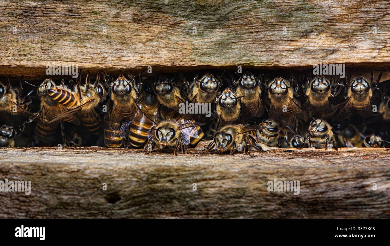 Api mellifere nidificate in una fessura di legno, primo piano di una colonia affollata che mostra il lavoro di squadra, il riparo, la consistenza e i dettagli apicoli. Fotografia in Thailandia, no g Foto Stock