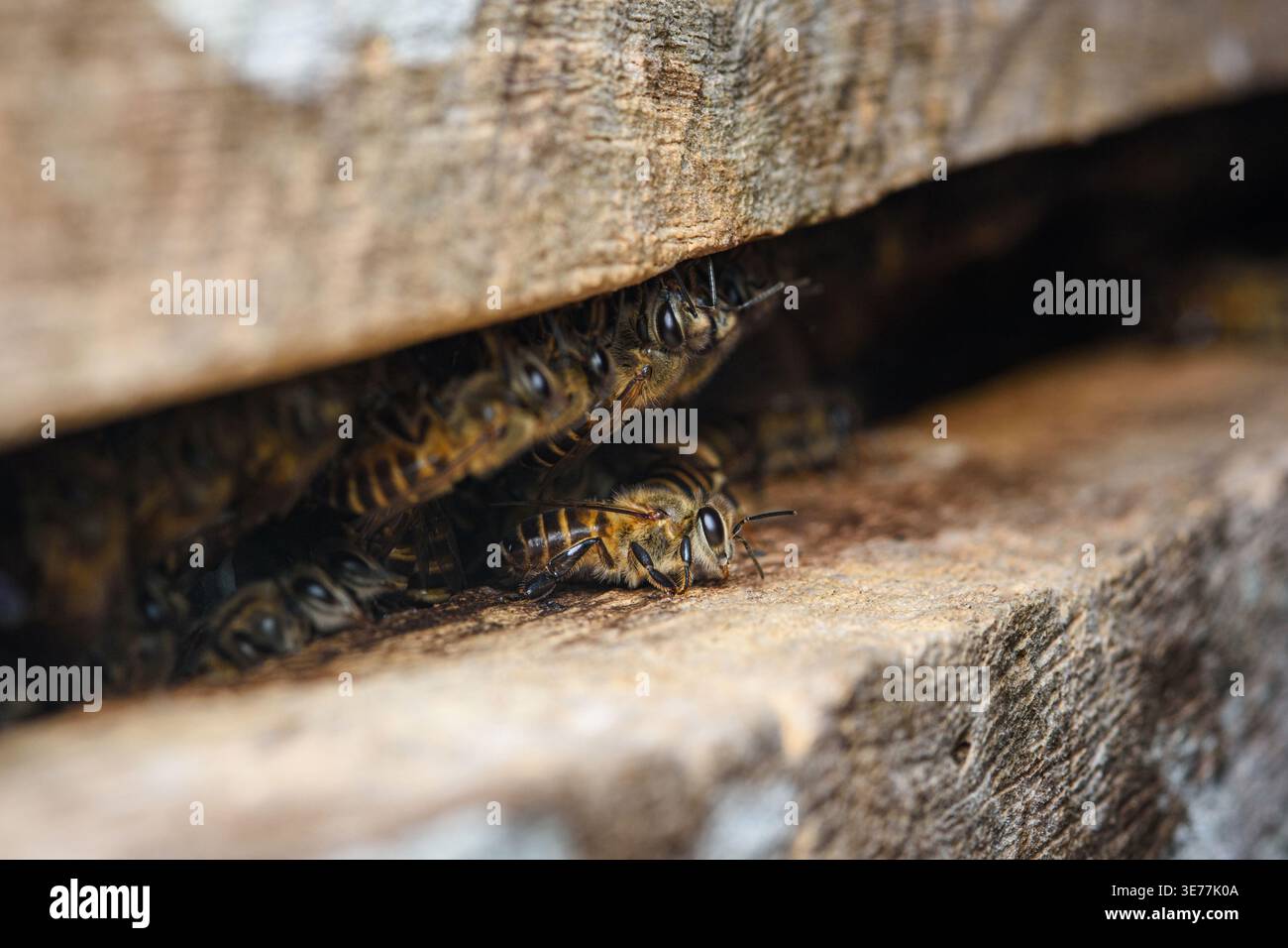 Le api mellifere creano una vivace colonia all'interno di una stretta fessura di legno, che mostra il loro habitat naturale e la loro attività. Fotografia in Thailandia, niente generati Foto Stock