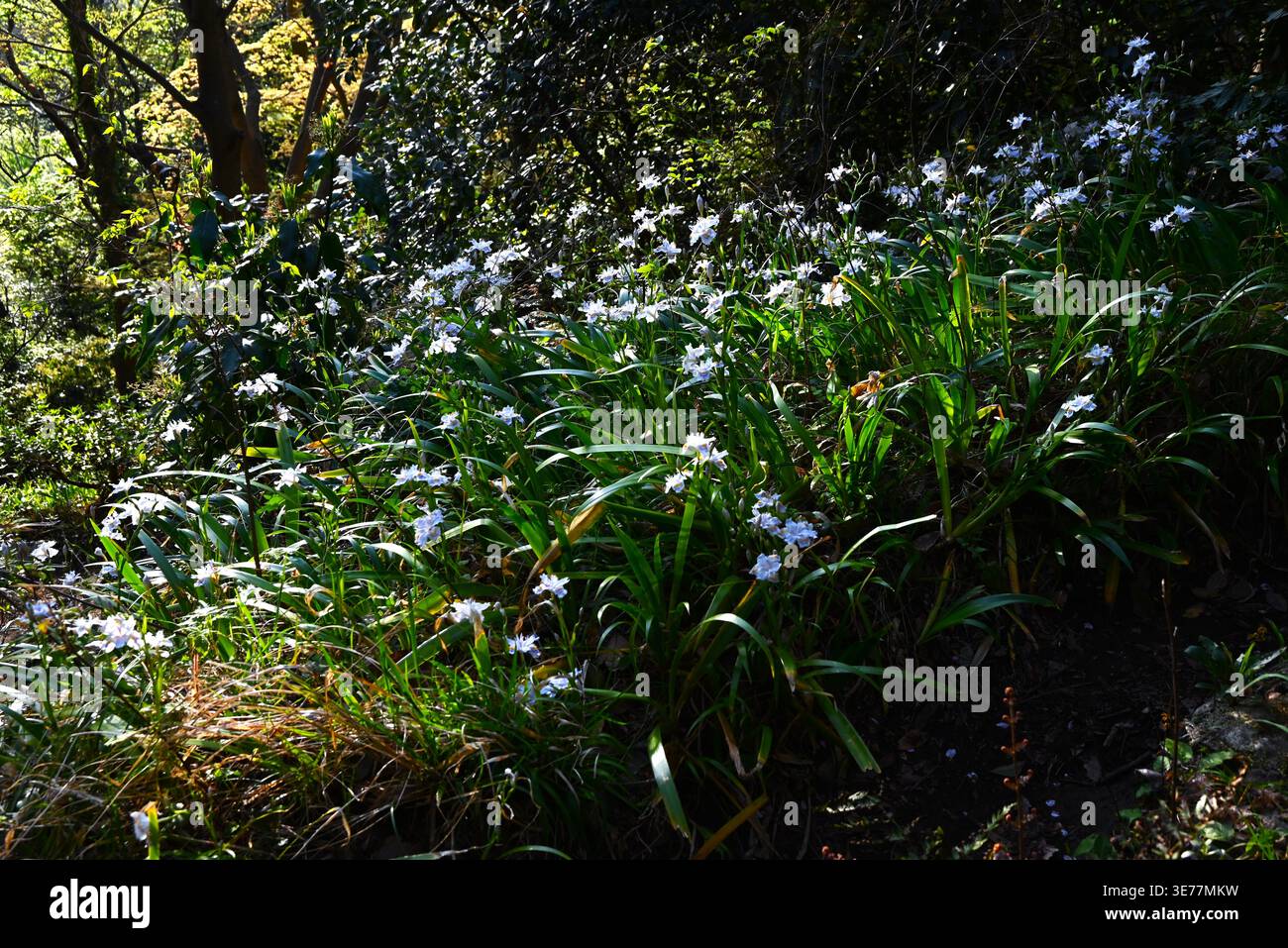Iris japonica fiori. Crescono in gruppi in aree leggermente umide e ombreggiate e fioriscono in primavera con fiori a motivi viola e arancio. Foto Stock