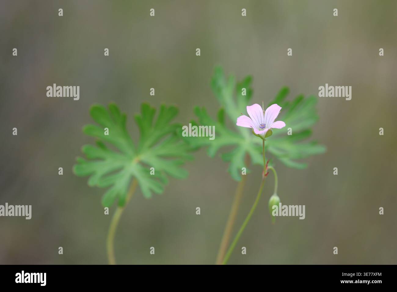 Delicato fiore al geranio di Crane rosa con foglie Palmate Green Foto Stock