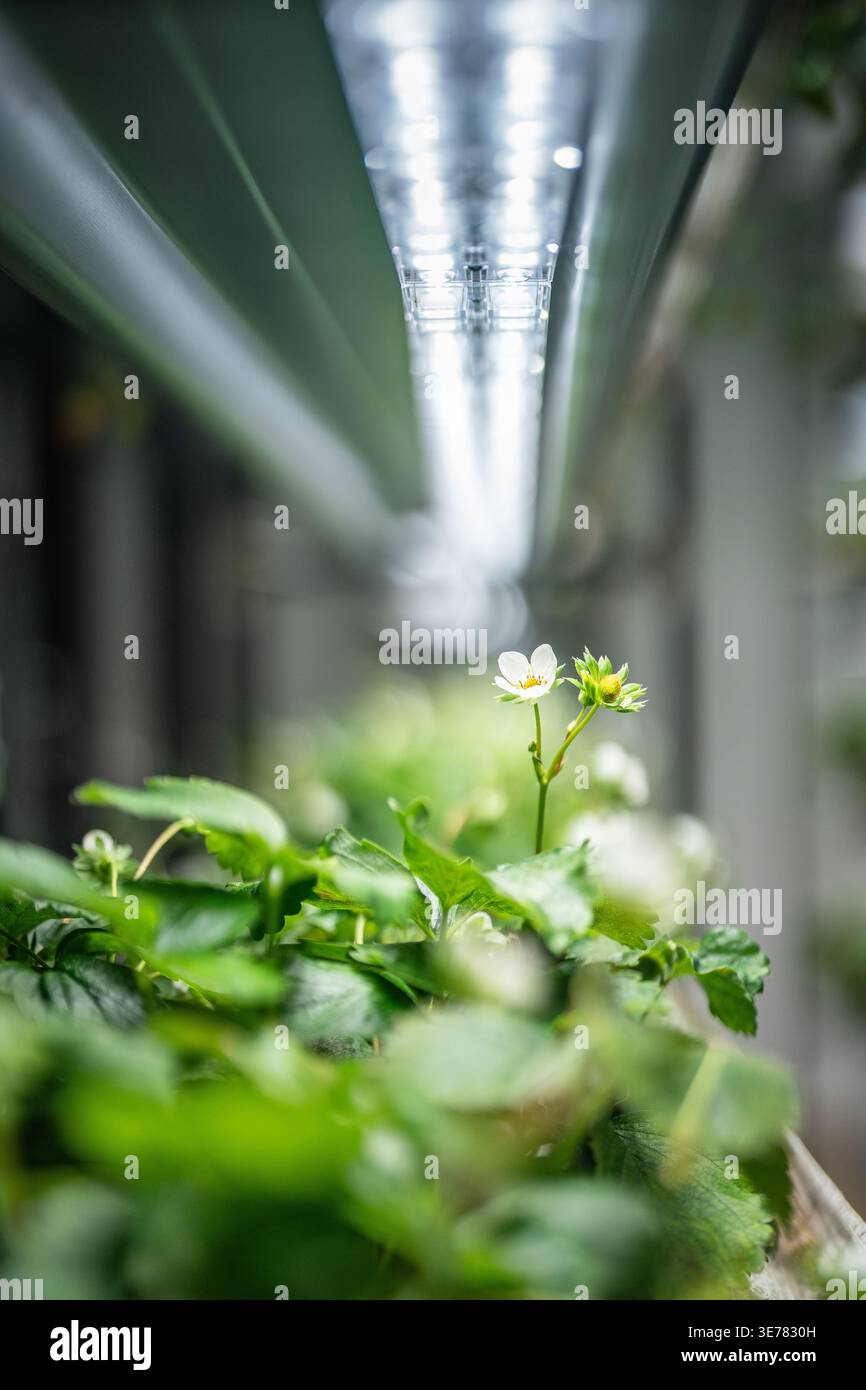 La serra intelligente coltiva la fragola organica con idroponica, fertilizzazione, impollinazione da parte delle bombe. Foto Stock