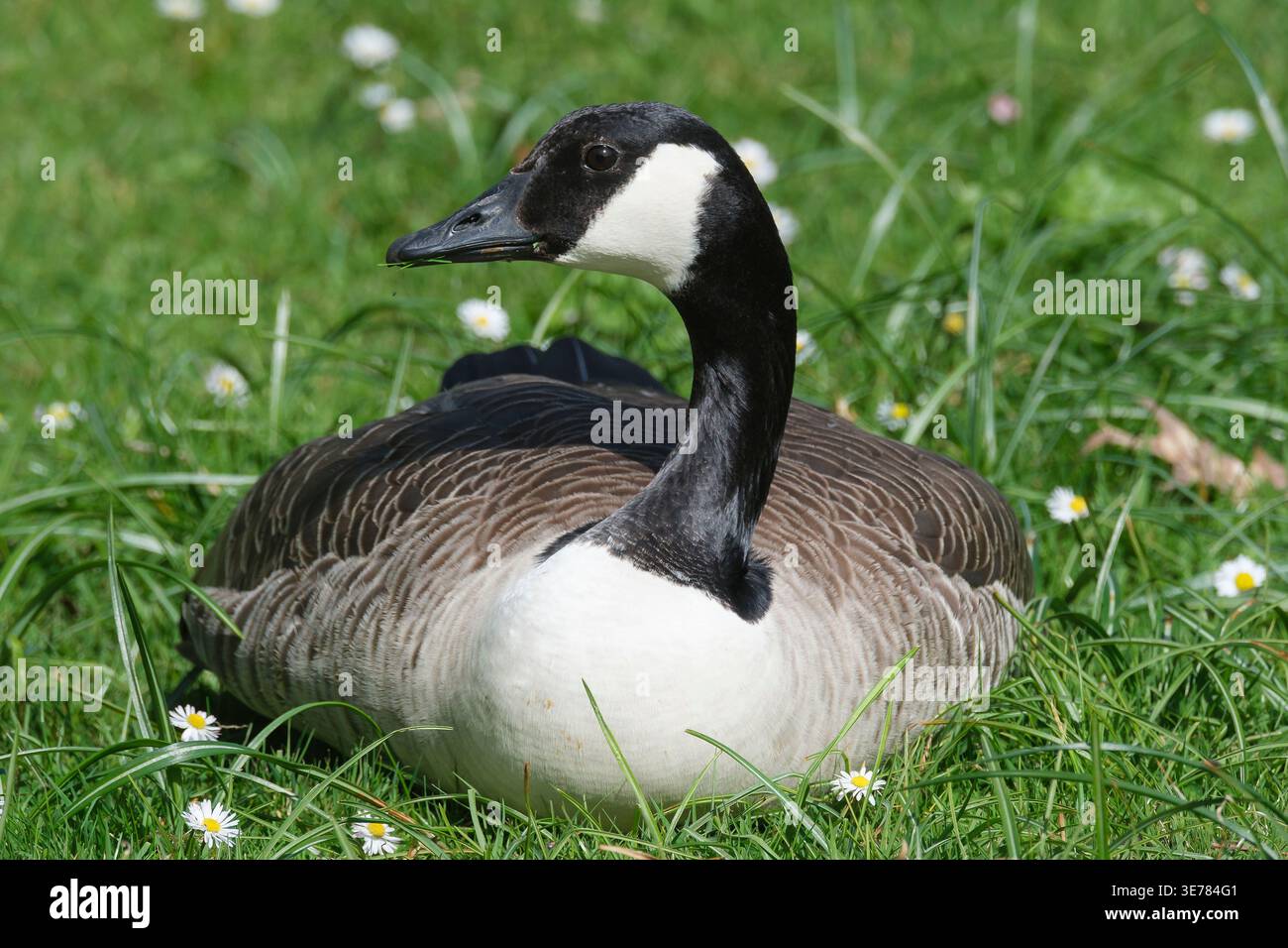Un’oca canadese (Branta canadensis) nel suo habitat naturale Foto Stock