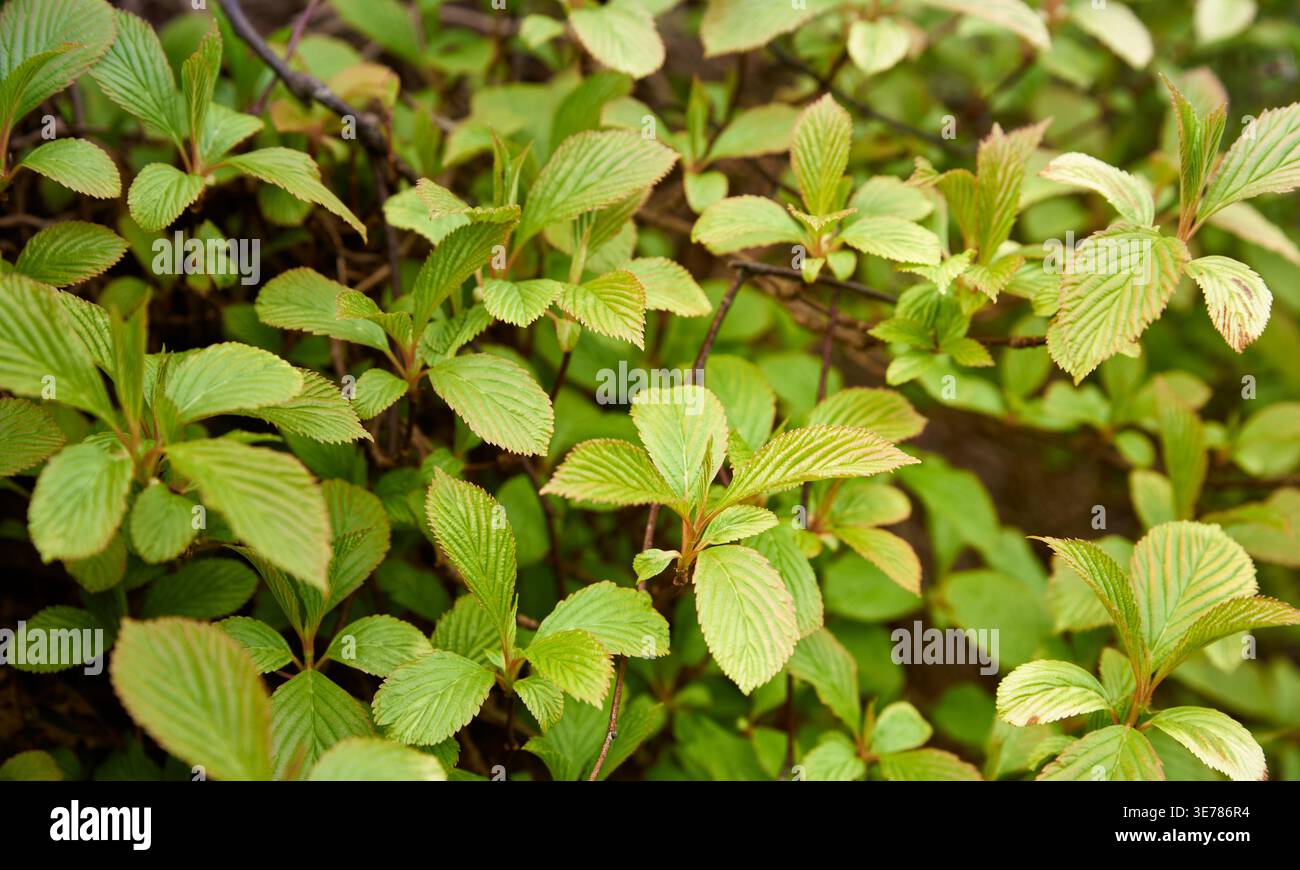 Primo piano di Viburnum farreri Nanum, un arbusto compatto della famiglia Adoxaceae, caratterizzato da un'ottima consistenza delle foglie e da un vivace fogliame verde, ideale per botanica Foto Stock