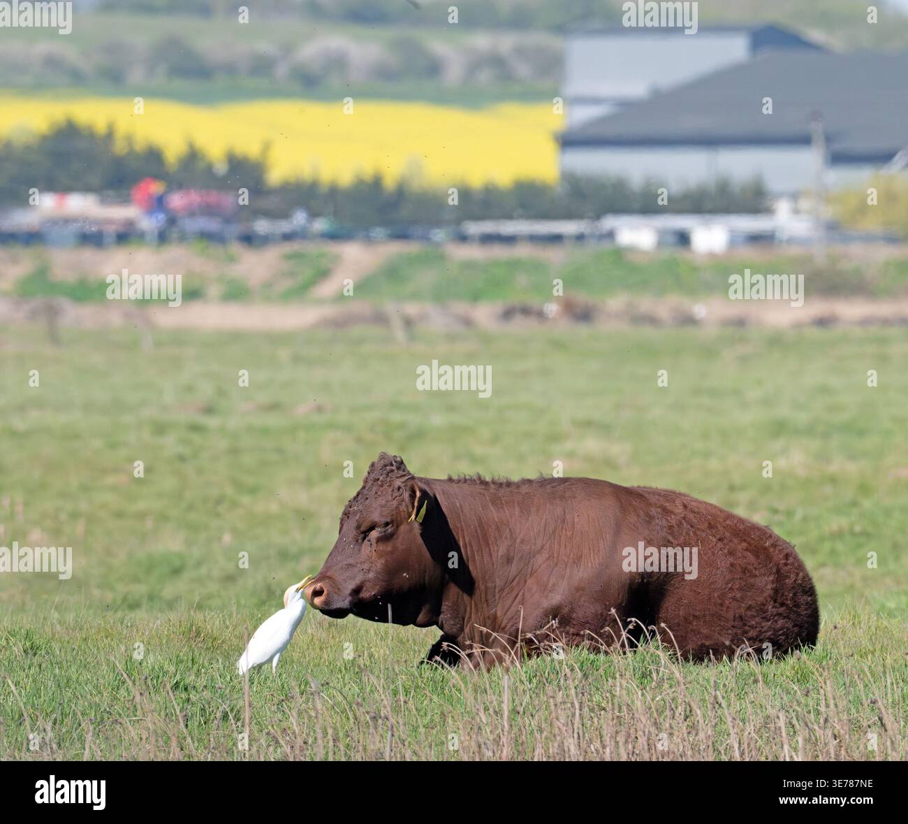 Egret di bestiame che si nutrono di mosche su una razza di bestiame del Sussex Elmley Marshes Kent Foto Stock