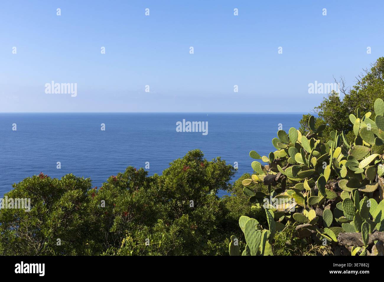 Vista del mare Adriatico con piante di cactus in primo piano. Paesaggio costiero mediterraneo. Foto Stock