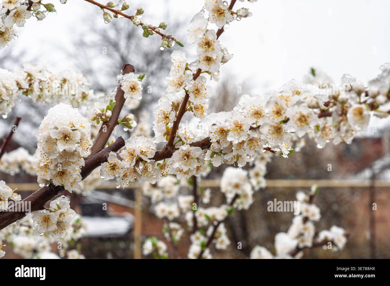 Delicati fiori bianchi fioriscono sui rami degli alberi, inaspettatamente spolverati di neve fresca e di goccioline di ghiaccio che sciogliono, evidenziando il contrasto stagionale Foto Stock