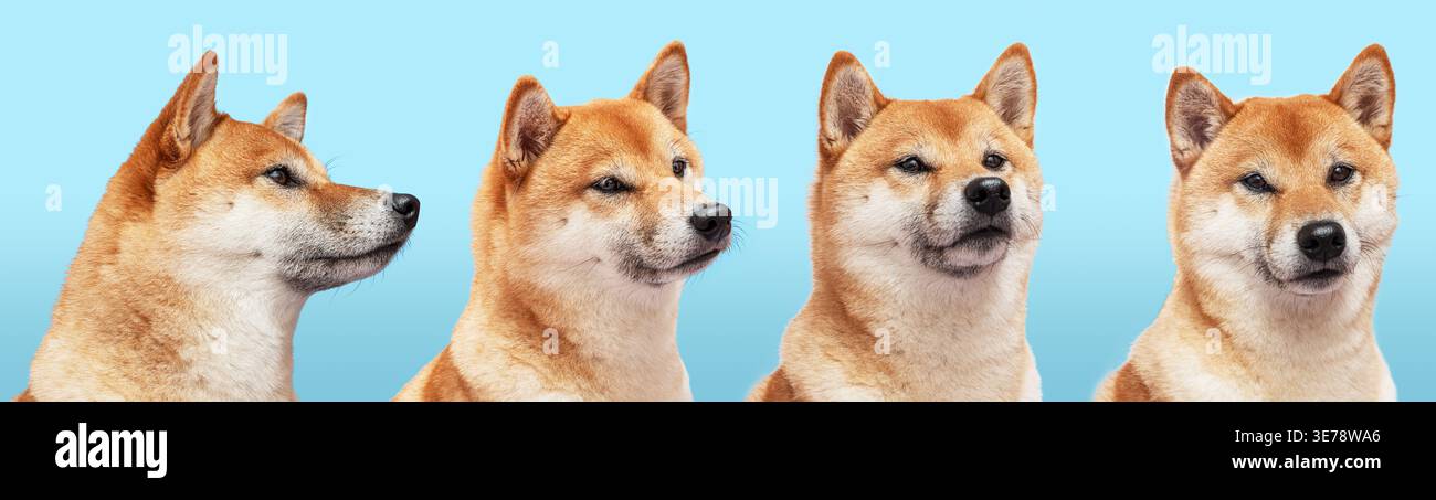Set di ritratti di cani Shiba Inu isolati su sfondo bianco. Foto Stock