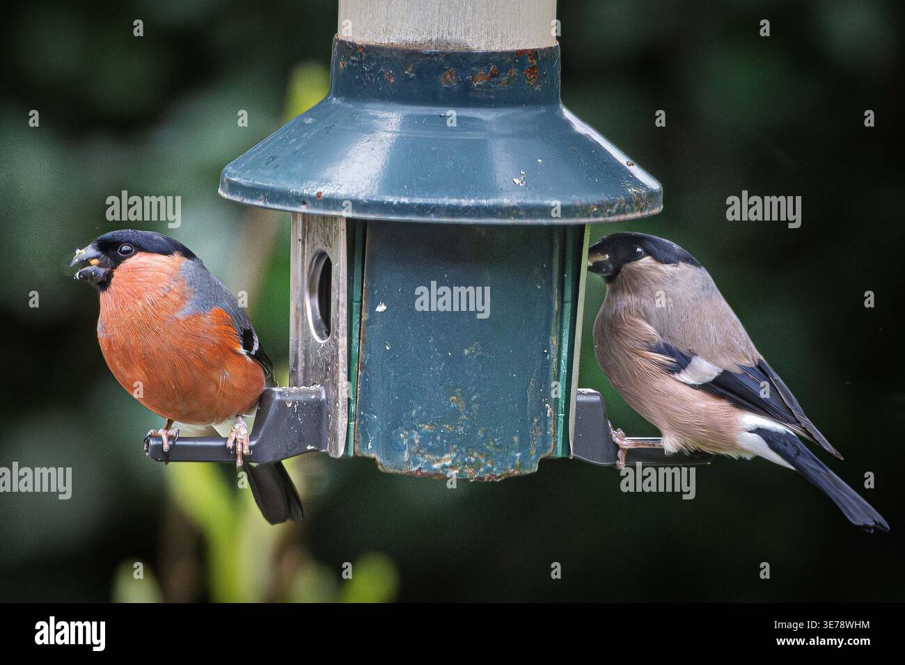 In un giardino sereno, un bullfinch maschio e una femmina appollaiano ad un mangiatoia, che afferra felicemente i semi. I loro colori vivaci contrastano in modo eccellente con la g Foto Stock