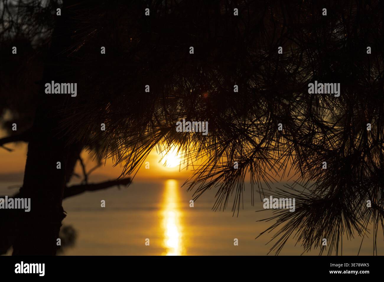 Tramonto dorato visto attraverso alberi di pino con riflessi sul mare Adriatico. Calda scena costiera serale. Foto Stock
