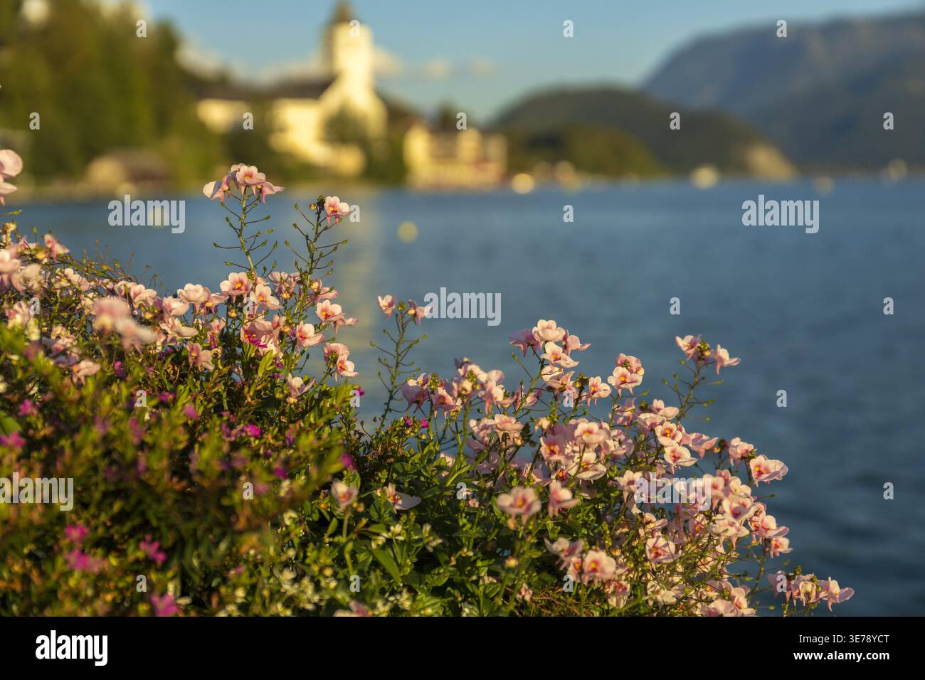Fiori rosa del lago Wolfgangsee con chiesa sfocata e montagne sullo sfondo. Morbida composizione scenica. Foto Stock