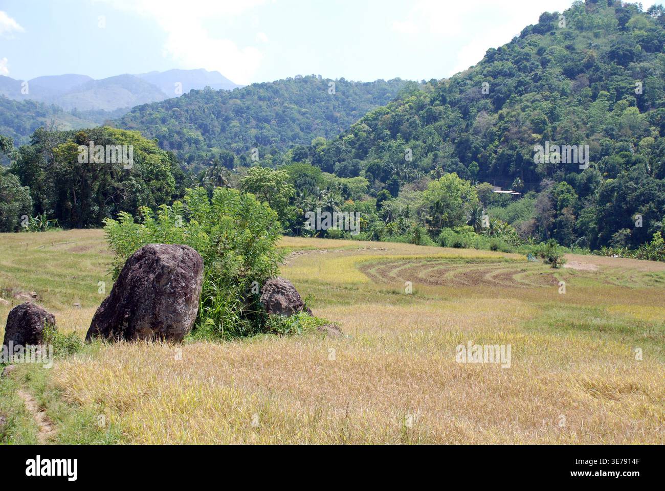 Campi di riso Kandyan Sri lanka Foto Stock