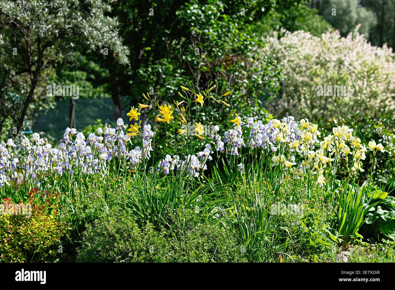 Fiori gialli gialli gialli gialli e viola Iris fioriscono nel giardino estivo. Vegetazione lussureggiante e luce del sole nel parco botanico. Paesaggio naturale con motivi floreali Foto Stock