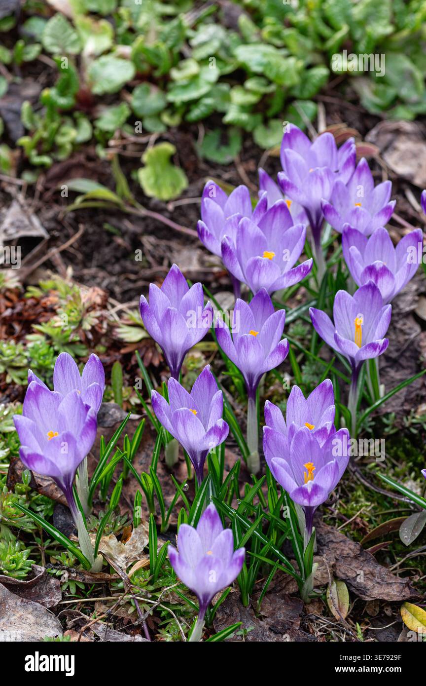 Fiori di cocco viola che fioriscono nel suolo primaverile. Gruppo di piante in fiore in un letto da giardino. Crescita stagionale di petali dopo l'inverno. Flora naturale per E. Foto Stock