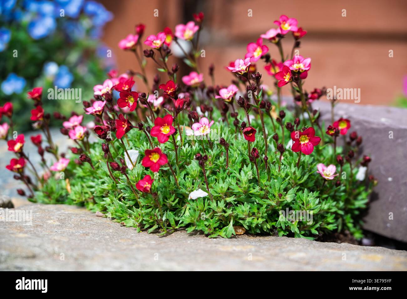 Fiori rosa e rossi vibranti con centri gialli fioriscono in un giardino di roccia, con fiori blu sfocati visibili sullo sfondo. Foto Stock