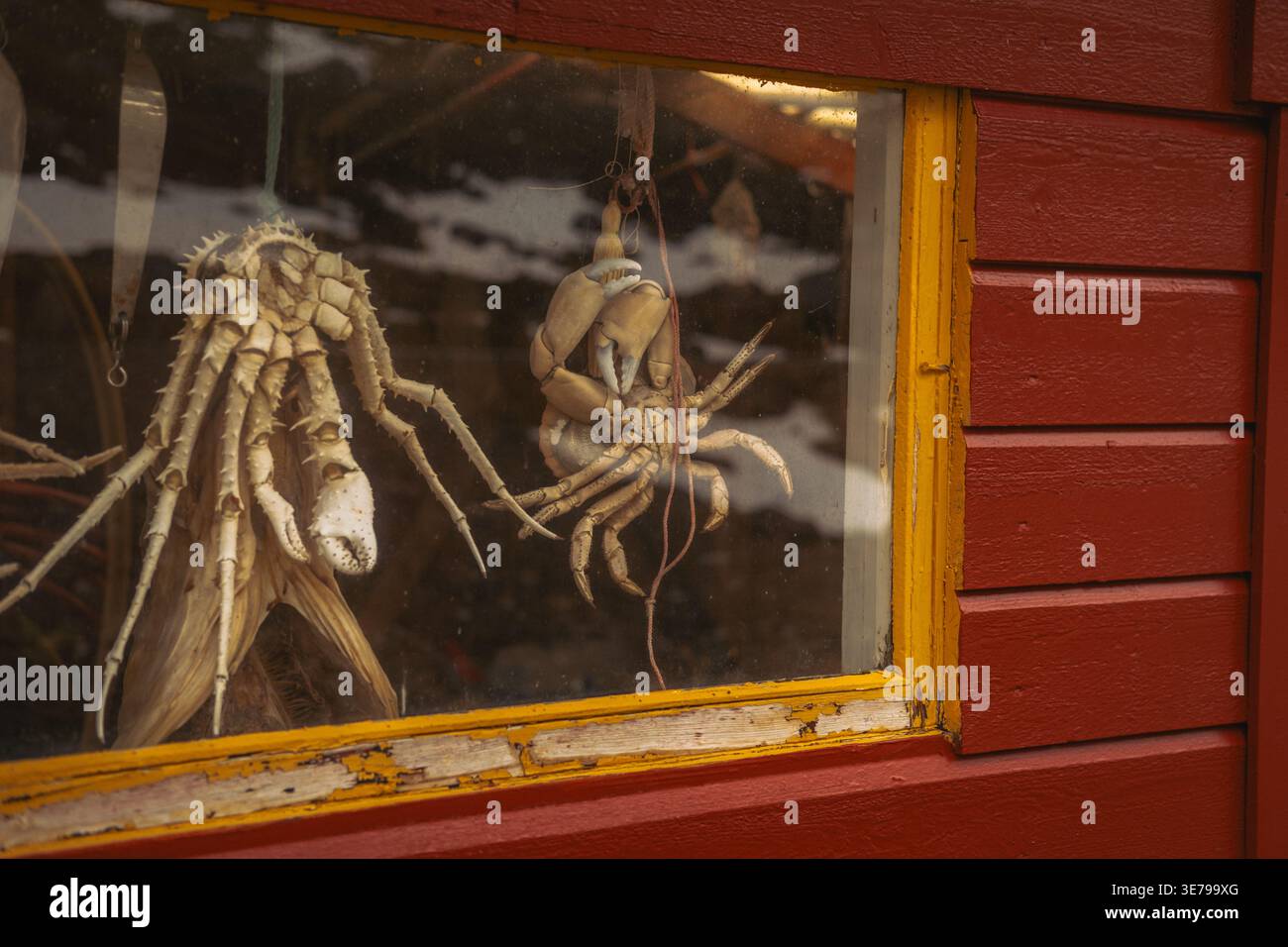 La vista di creature tassidermizzate dietro il vetro evoca un senso di meraviglia contro l'audace edificio rosso con finiture gialle a contrasto, Skjelfjorden, Nordland, Foto Stock