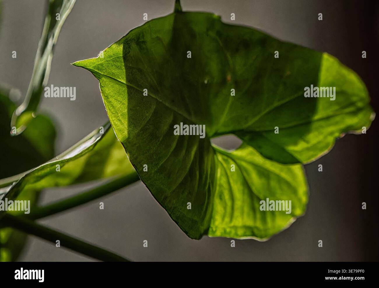 Immagine a contrasto elevato e basso di una foglia di pianta Foto Stock