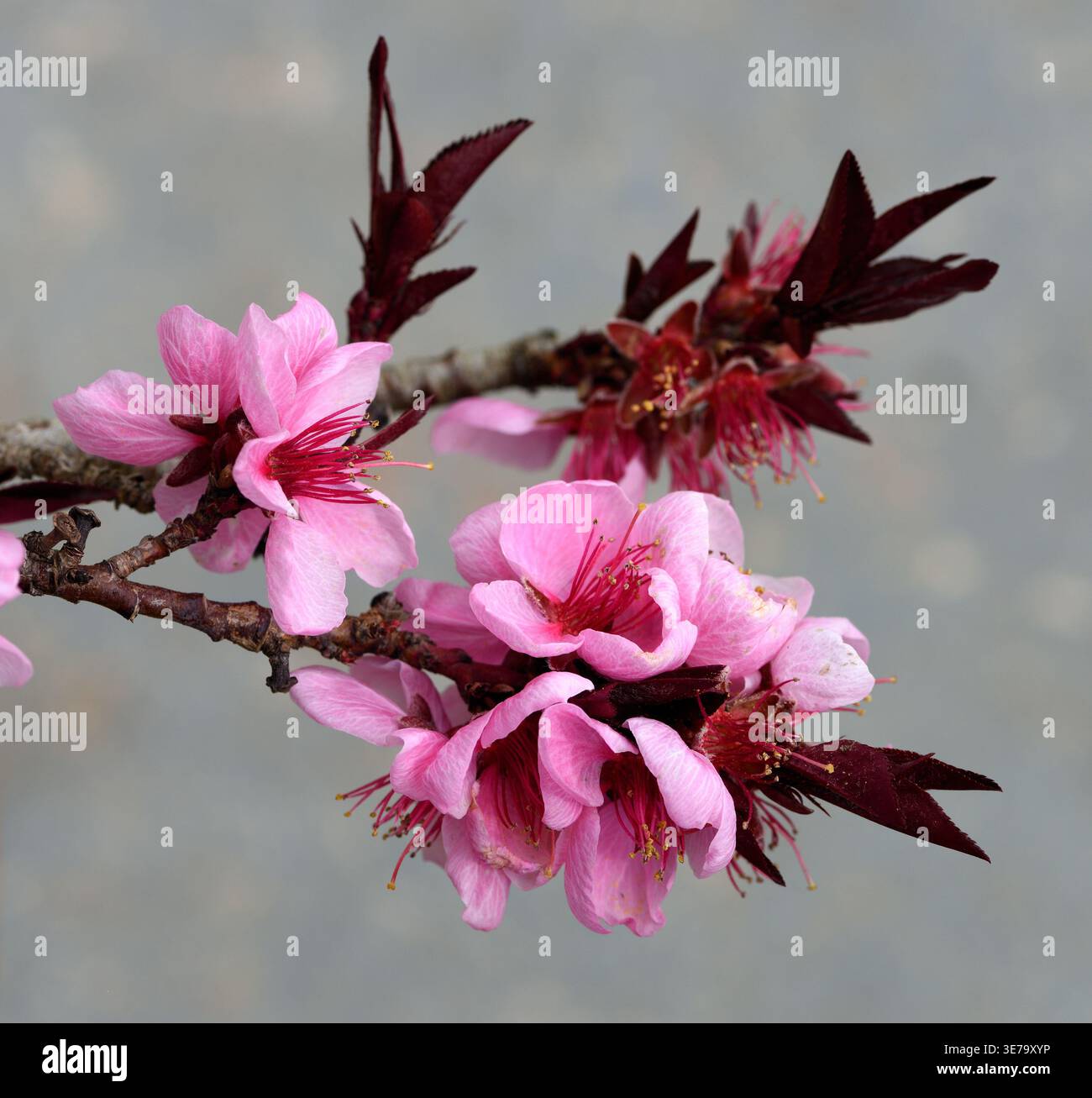 La fioritura di Prunus Persica Crimson Bonfire. Foto Stock