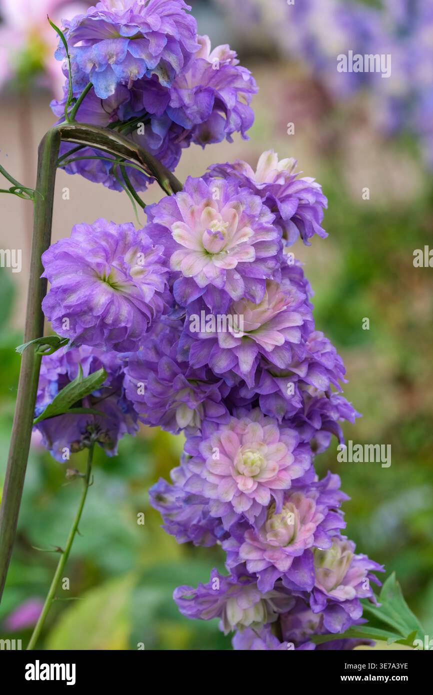 Delphinium elatum Highlander Viola sorpresa, completamente doppia, fiori viola morbidi con volant e centri crema Foto Stock