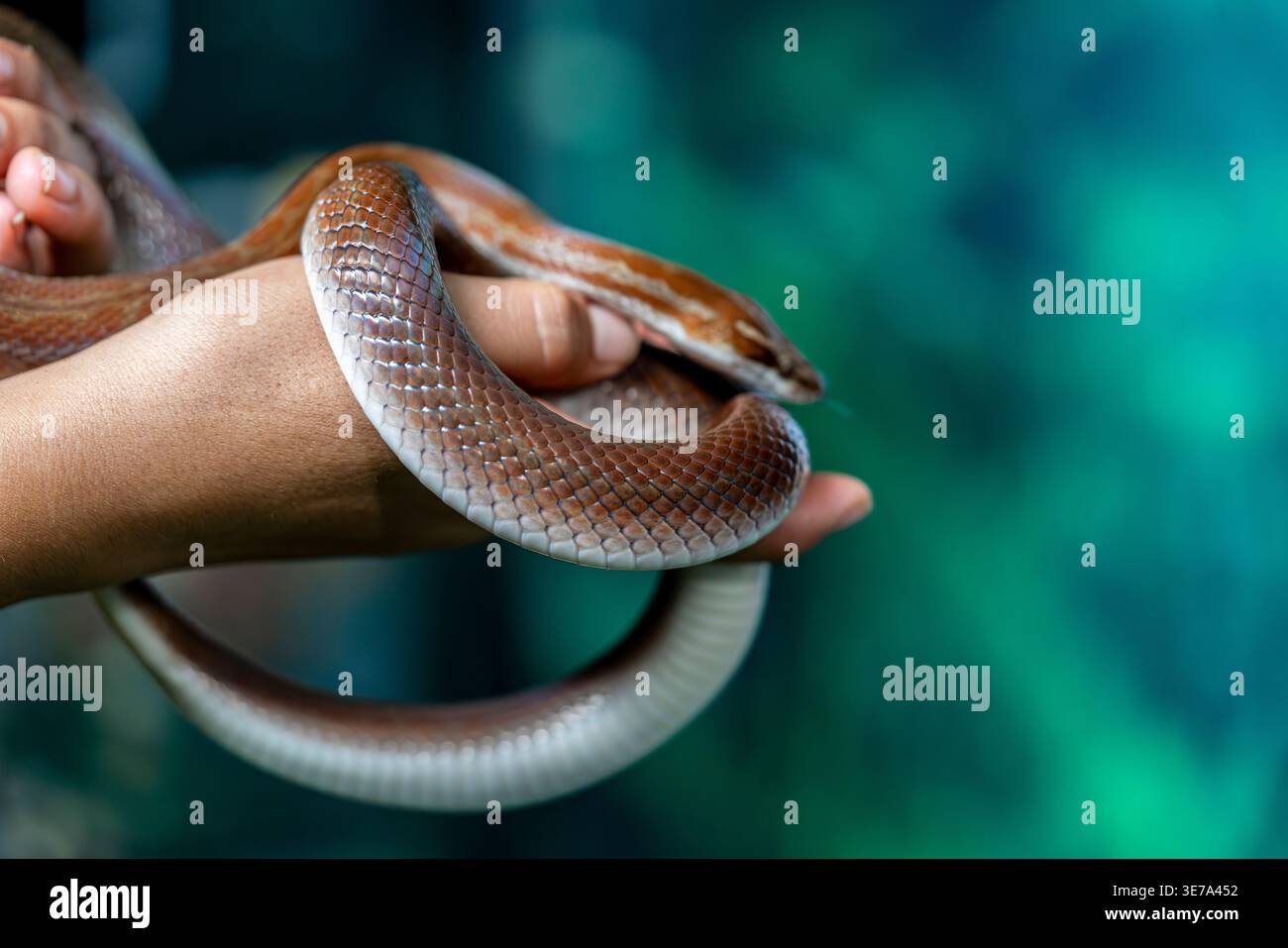 Serpente marrone per animali domestici tenuto in mano, rettile non velenoso, scaglie lisce, dettaglio ravvicinato, cura degli animali domestici, scena di interazione con specie esotiche Foto Stock