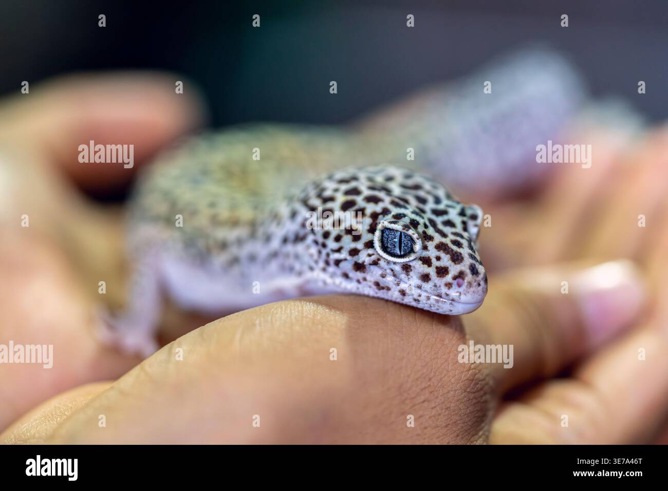 Geco leopardo a portata di mano, animale domestico con rettili esotici, dettaglio della pelle maculata, Eublepharis macularius, manipolazione degli animali, ritratto della fauna selvatica Foto Stock