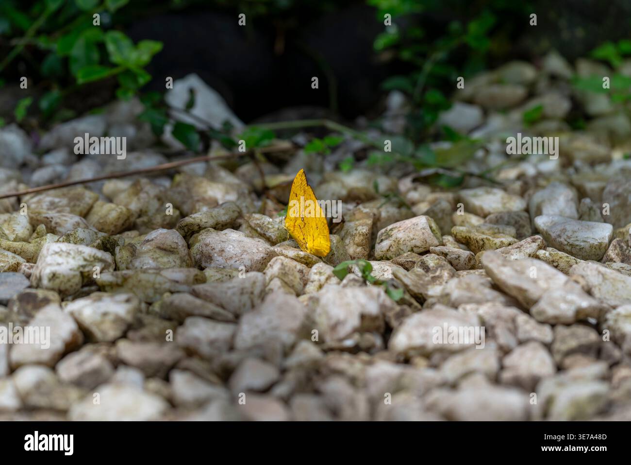 Farfalla foebis su pietre, farfalla zolfo gialla, insetto tropicale, composizione minima, habitat naturale, scena macro della fauna selvatica Foto Stock