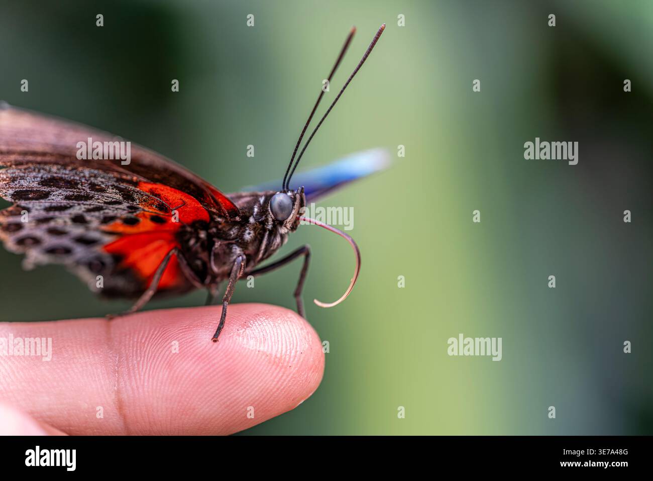 Farfalla rossa e blu sul dito umano, insetti tropicali macro, colori vivaci, dettagli ravvicinati, interazione con la fauna selvatica, scena della natura esotica Foto Stock