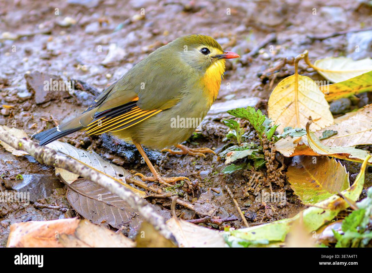 Leiothrix a becco rosso (Leiothrix lutea) da Sattal, Uttarakhand, India settentrionale. Foto Stock
