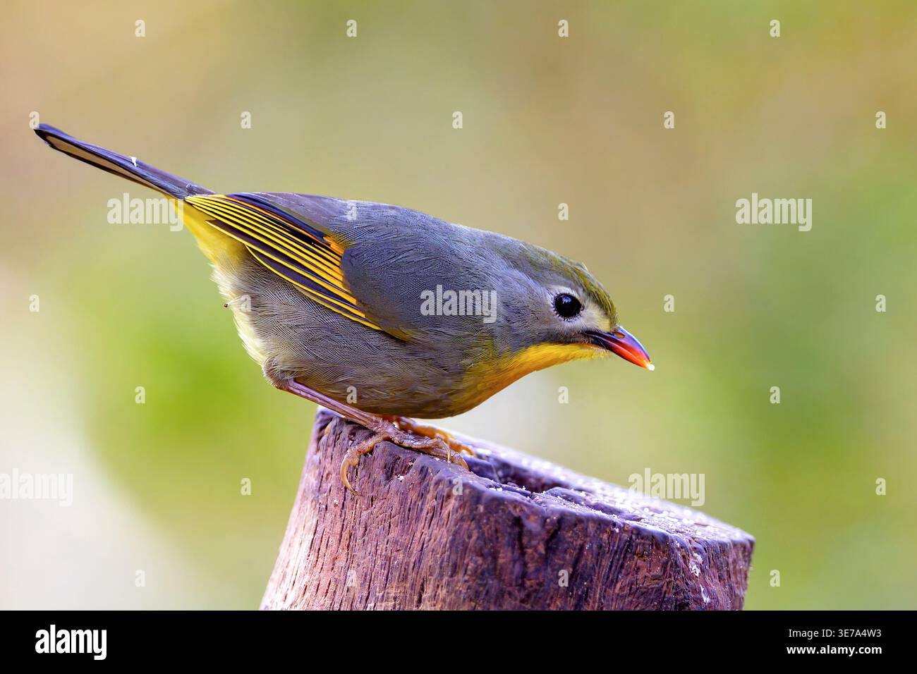 Leiothrix a becco rosso (Leiothrix lutea) da Sattal, Uttarakhand, India settentrionale. Foto Stock