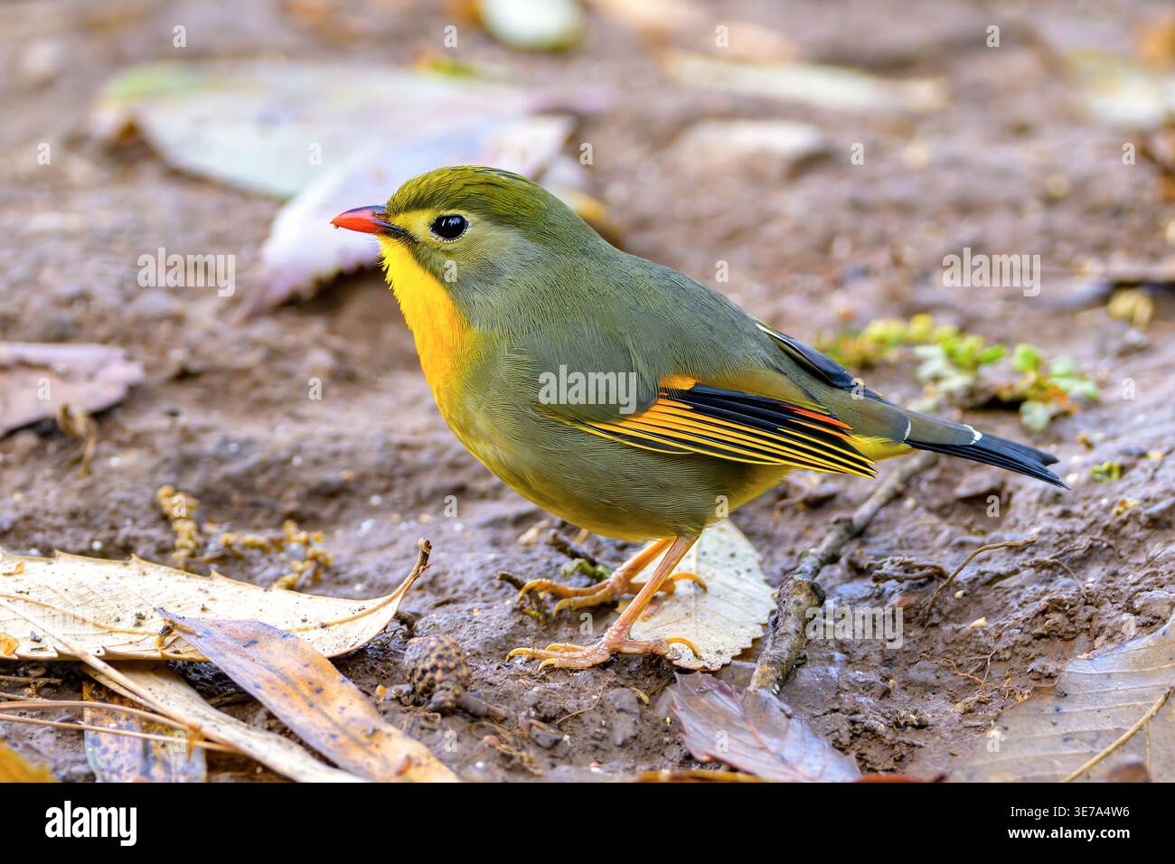 Leiothrix a becco rosso (Leiothrix lutea) da Sattal, Uttarakhand, India settentrionale. Foto Stock