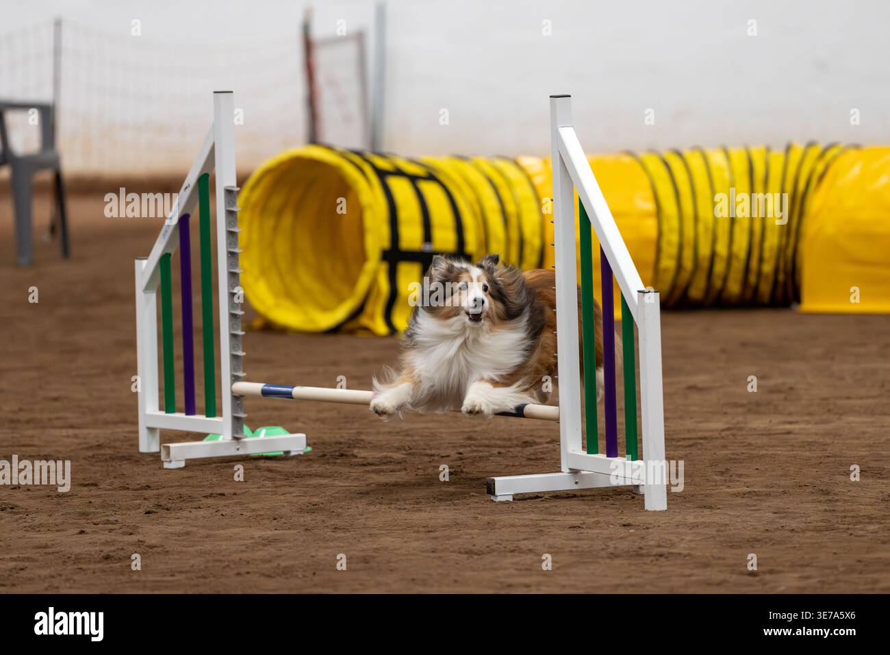 Il cane da pastore Sable Shetland sta saltando in agilità e guarda verso il suo gestore Foto Stock