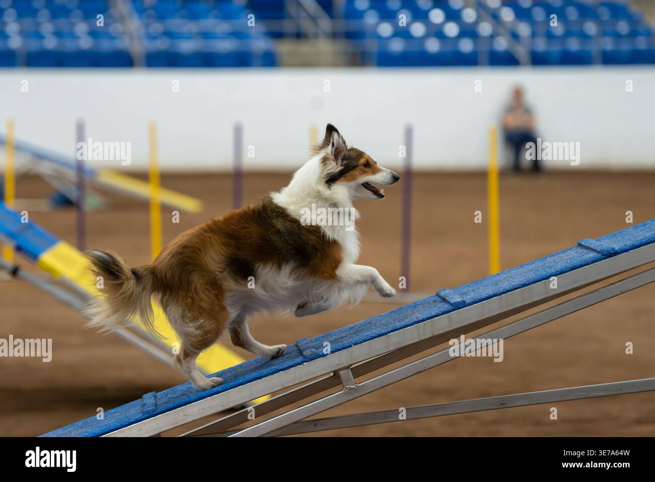 Sable Shetland Sheepdog salendo sulla rampa di un cane che cammina durante una corsa di agilità Foto Stock