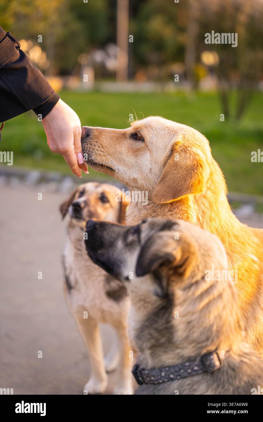 Interazione tra animali umani nel parco Foto Stock