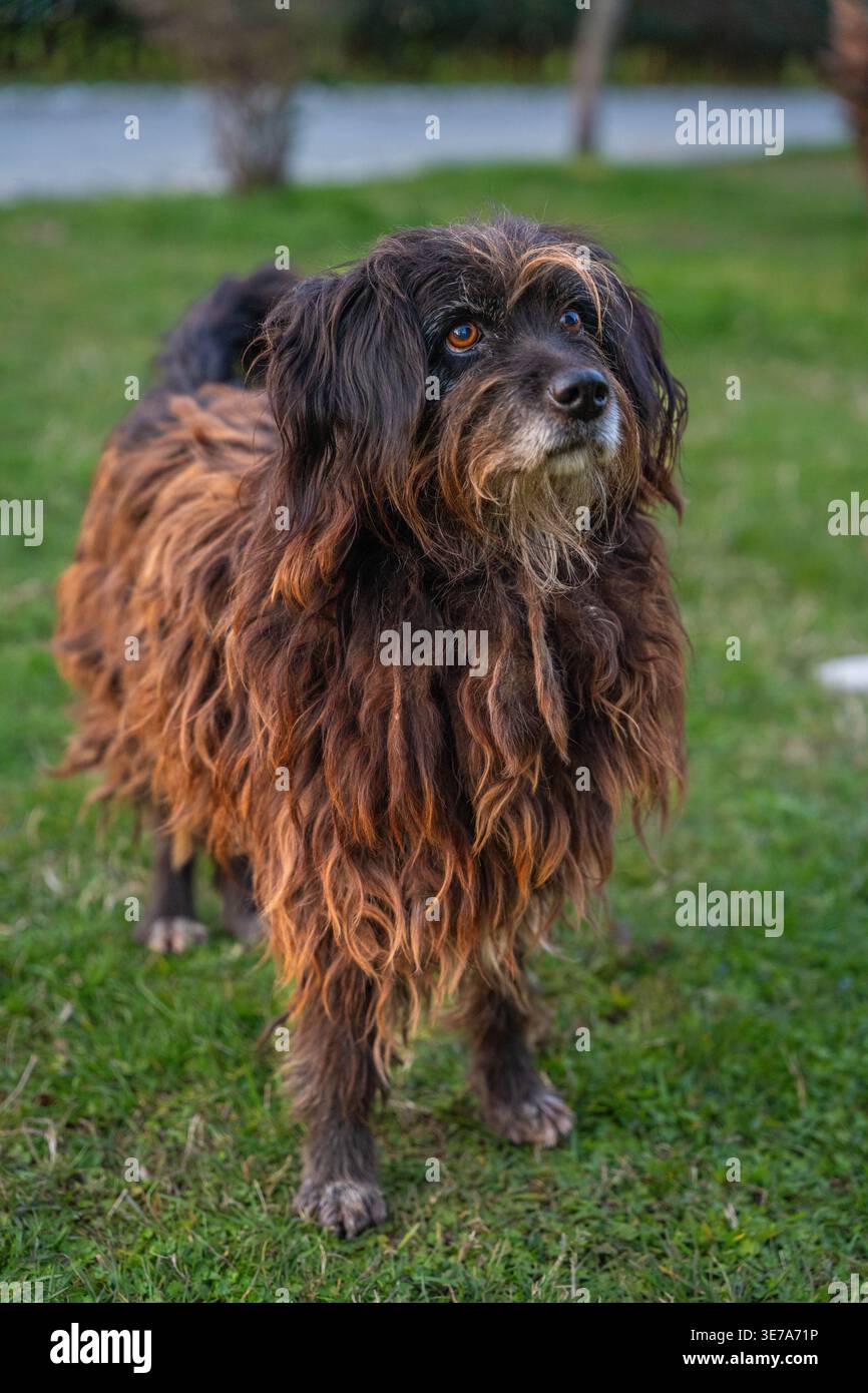 Cane con pelliccia spessa in ambienti esterni Foto Stock
