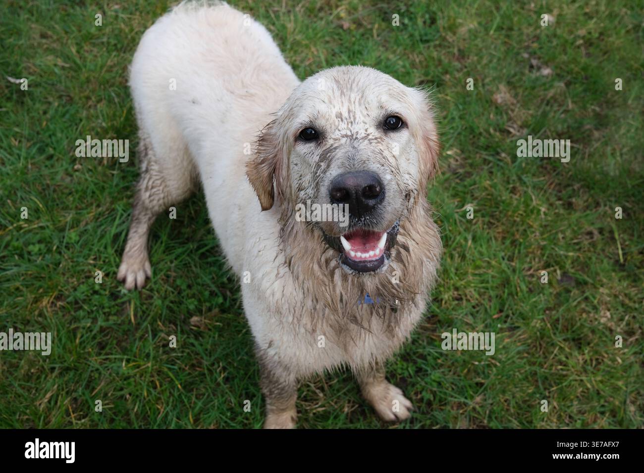 Cane da compagnia con una faccia sporca e fangosa. Foto Stock
