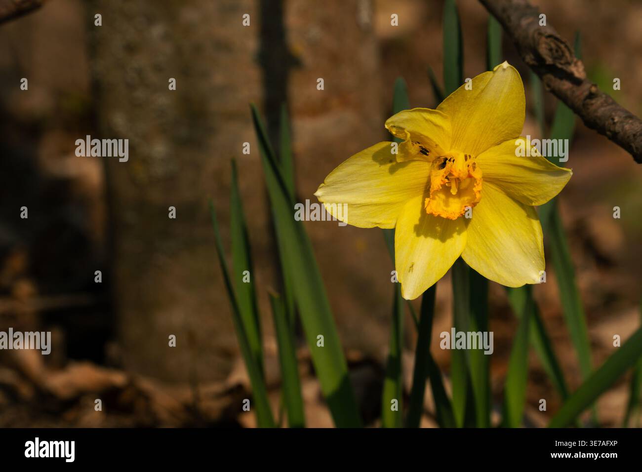 Fiore di narcisi giallo alla luce del sole primaverile, primo piano nel giardino naturale Foto Stock