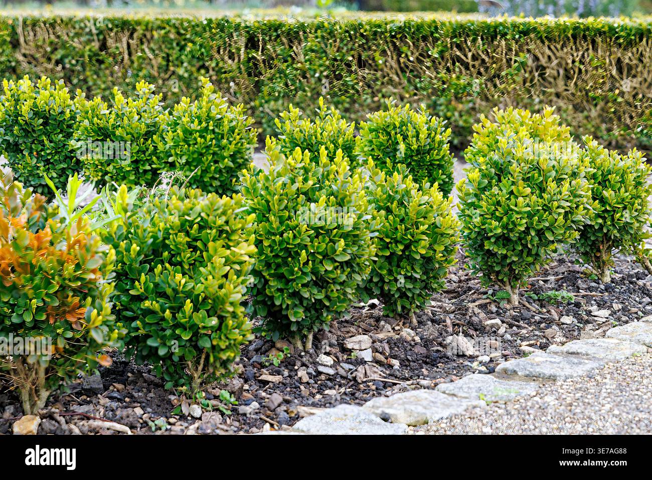 Nuova siepe scatola Buxus sempervirens per sostituire scatola malata vecchia siepe in giardino, Cowbridge, Galles, Regno Unito Foto Stock