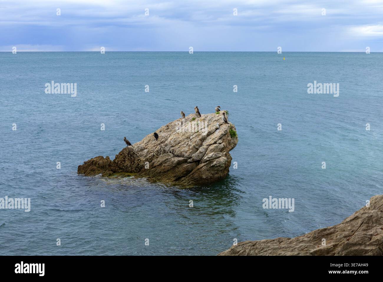 Cormorani che riposano sulla roccia circondati dal mare Adriatico in Slovenia Foto Stock