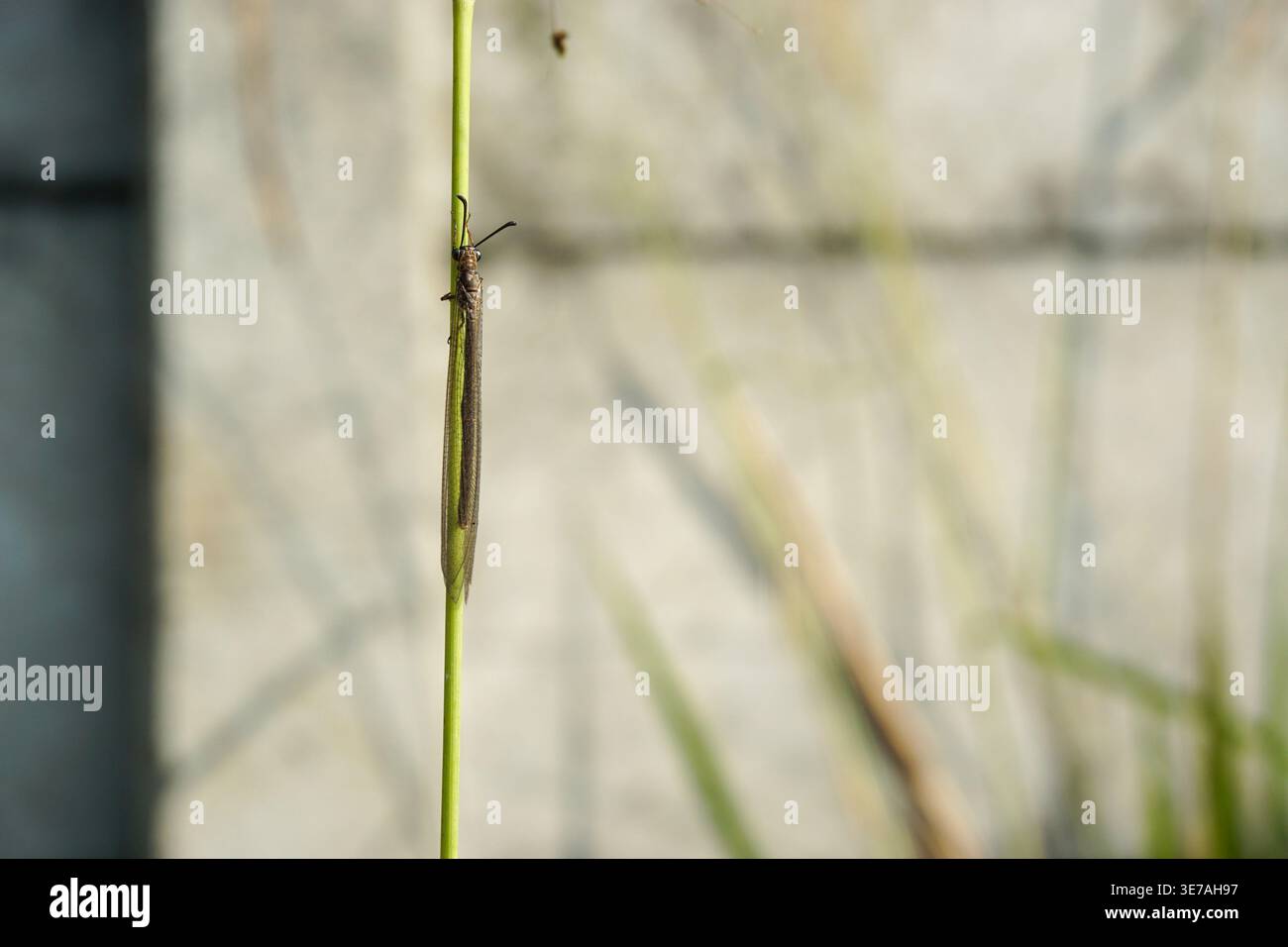 Una cimice color marrone-verde arroccata su un ramo d'erba asciutta. Questo insetto ha un corpo sottile con lunghe antenne, sullo sfondo Foto Stock