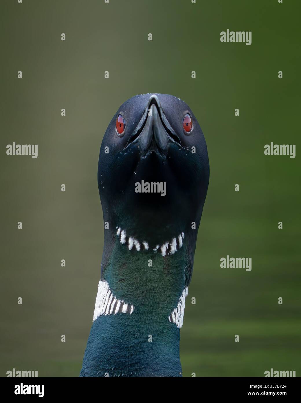 Loon comune nuoto Foto Stock