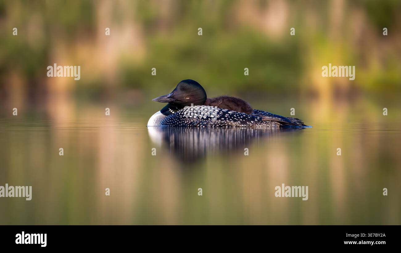Loon comune e pulcino all'alba Foto Stock