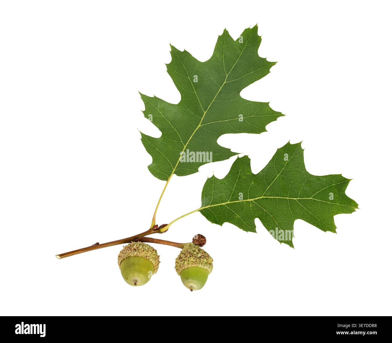 Due foglie di quercia verde con ghiande verdi attaccate ritaglio isolato su sfondo bianco. Pulire l'elemento botanico evidenziando il fogliame e i dettagli dei semi per Foto Stock