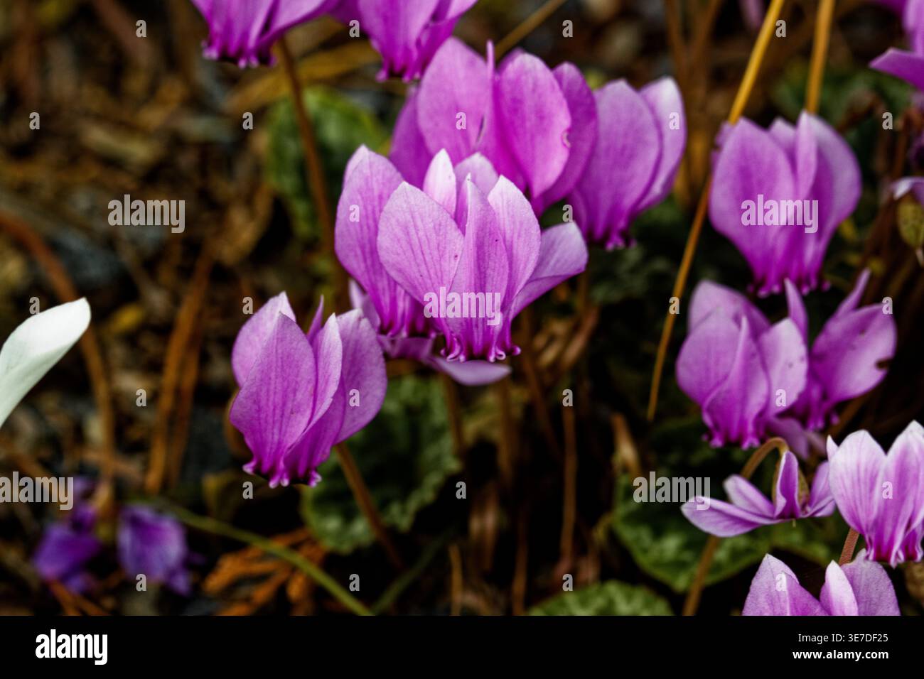 Il ciclamino hederifolium, il ciclamino di lievito d'edera, è una specie di pianta fiorente della famiglia Primulaceae. Foto Stock
