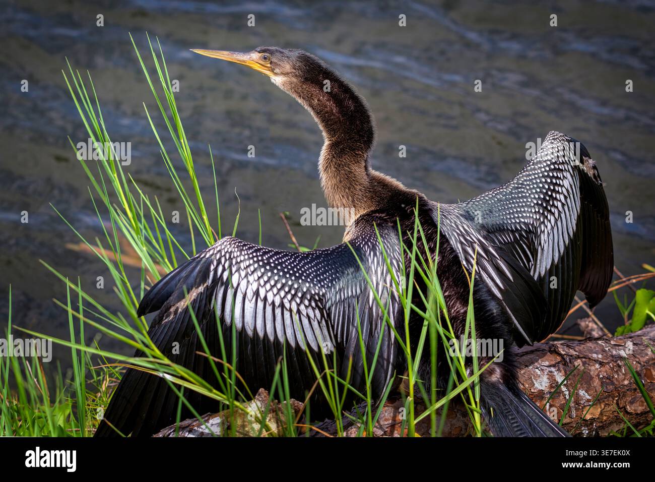 Anhinga femminile (Anhinga anhinga) che asciuga le ali nel sud-ovest della Florida, Stati Uniti. Foto Stock